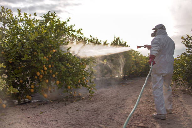 Best Pest Removal Services  in Landmk, AR