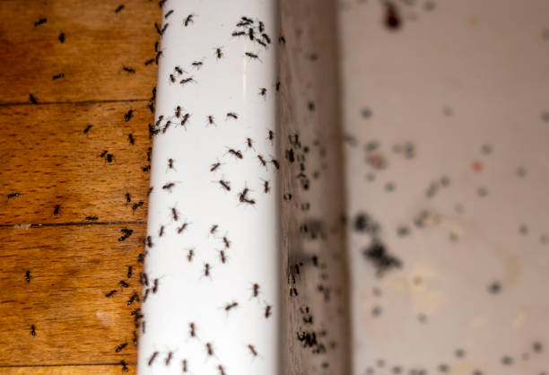 Best Affordable Pest Control Services  in Landmk, AR